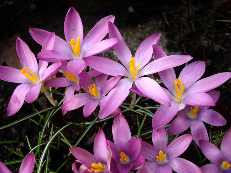 Crocus tommasinianus 'Roseus'Boerencrocus bestellen